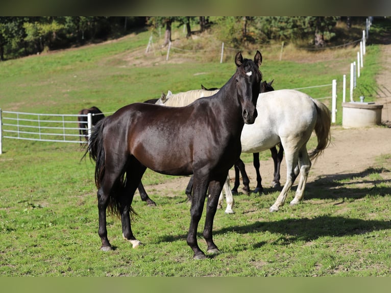 PRE Stallion 3 years 16.1 hh Black in Kefermarkt