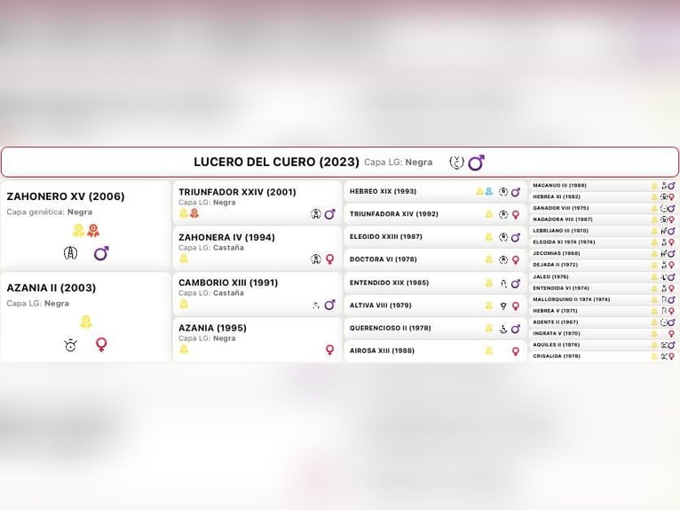 PRE Stallion 3 years 16.1 hh Black in Kefermarkt