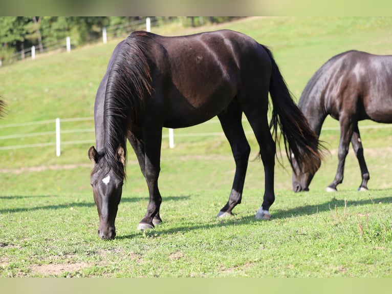PRE Stallion 3 years 16.1 hh Black in Kefermarkt