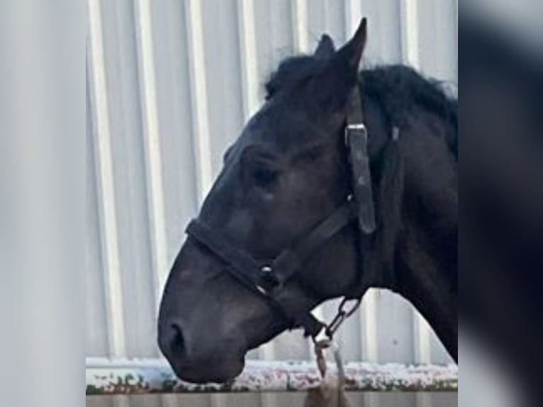 PRE Stallion 3 years 16,1 hh Black in Sagunto