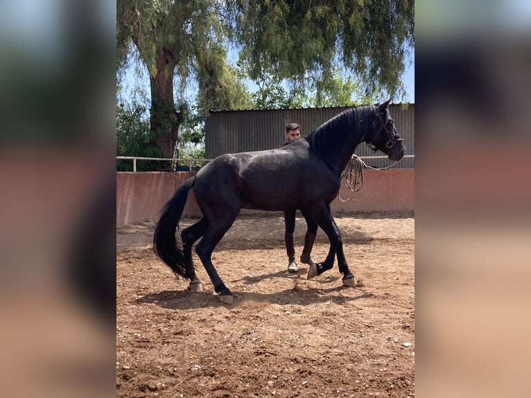 PRE Stallion 3 years 16,1 hh Black in Sagunto