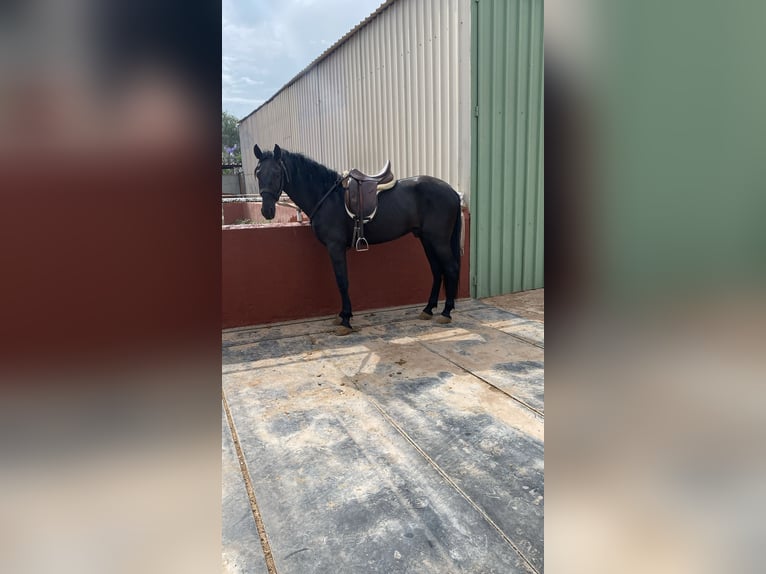 PRE Stallion 3 years 16,1 hh Black in Sagunto