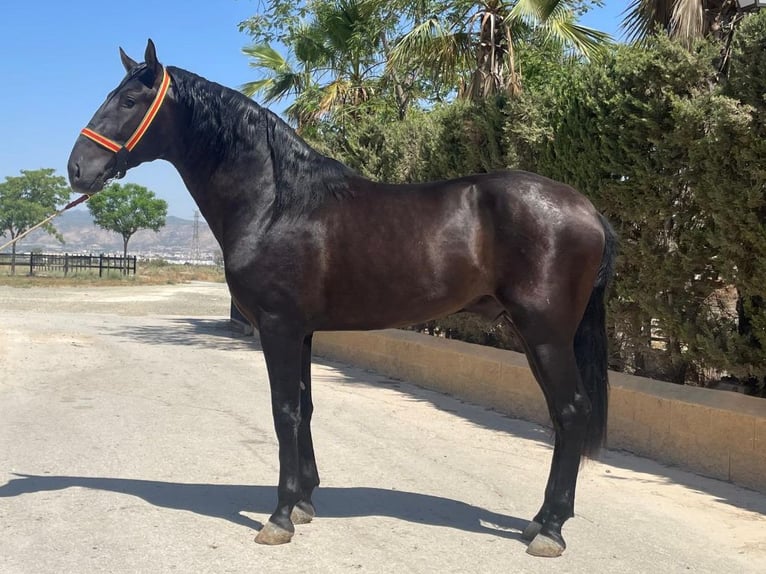 PRE Mix Stallion 3 years 16.1 hh Black in Navas Del Madroño