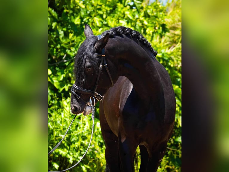 PRE Stallion 3 years 16,1 hh Black in Cordoba