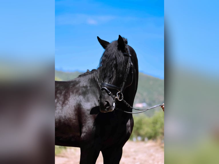 PRE Stallion 3 years 16,1 hh Black in Cordoba