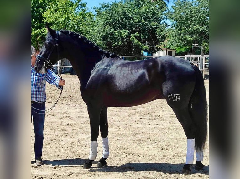 PRE Stallion 3 years 16,1 hh Black in Cordoba