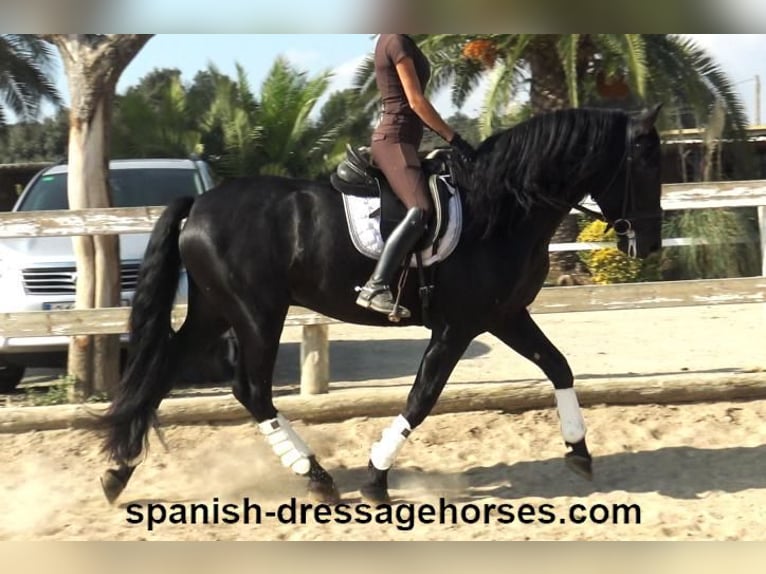 PRE Mix Stallion 3 years 16,1 hh Black in Barcelona