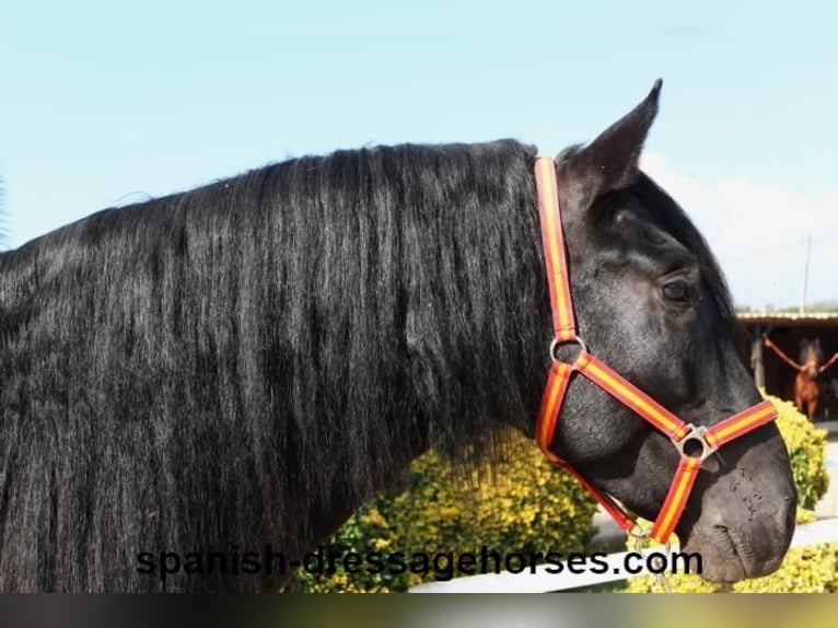 PRE Mix Stallion 3 years 16,1 hh Black in Barcelona