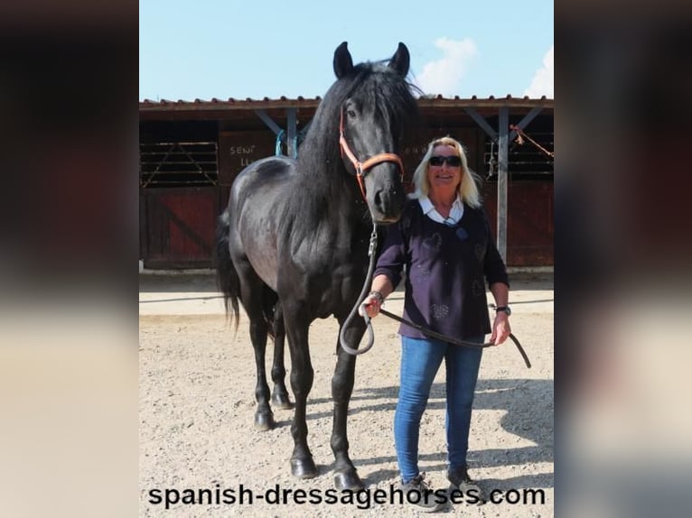 PRE Mix Stallion 3 years 16,1 hh Black in Barcelona