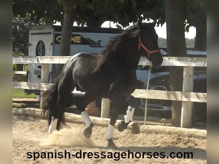 PRE Mix Stallion 3 years 16,1 hh Black in Barcelona