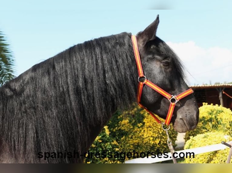 PRE Mix Stallion 3 years 16,1 hh Black in Barcelona