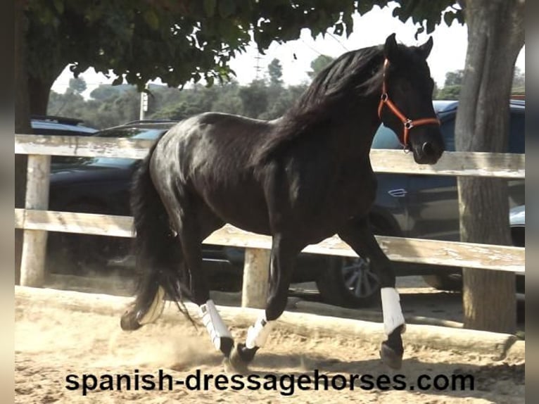 PRE Mix Stallion 3 years 16,1 hh Black in Barcelona