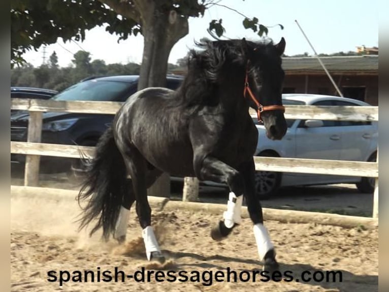 PRE Mix Stallion 3 years 16,1 hh Black in Barcelona