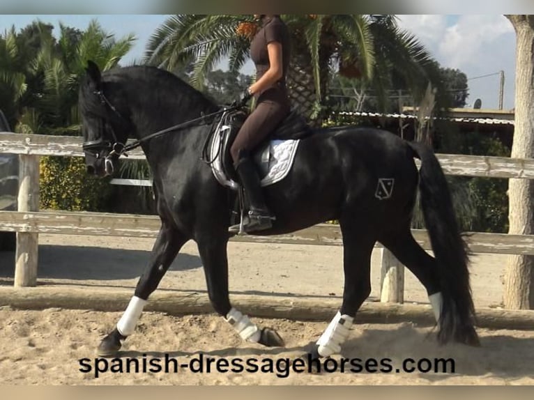 PRE Mix Stallion 3 years 16,1 hh Black in Barcelona