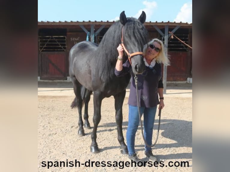 PRE Mix Stallion 3 years 16,1 hh Black in Barcelona