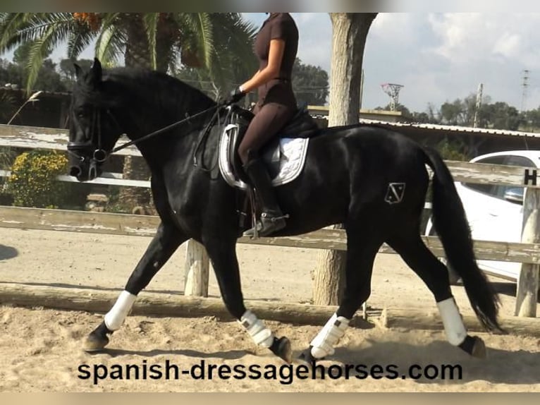 PRE Mix Stallion 3 years 16,1 hh Black in Barcelona