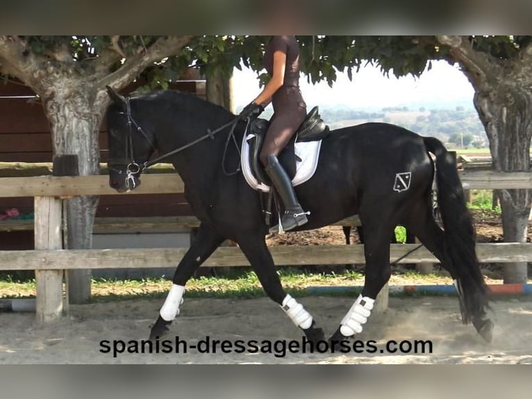 PRE Mix Stallion 3 years 16,1 hh Black in Barcelona