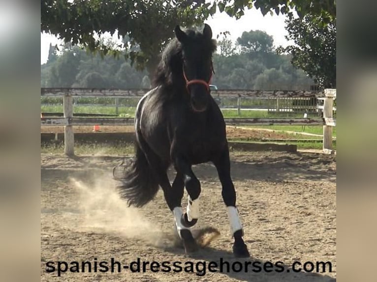 PRE Mix Stallion 3 years 16,1 hh Black in Barcelona