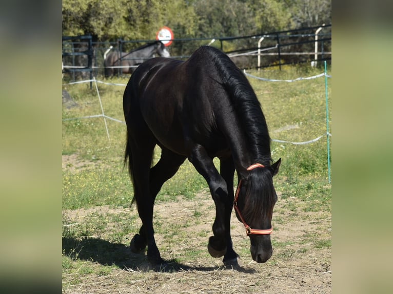 PRE Stallion 3 years 16.1 hh Black in El Real De La Jara