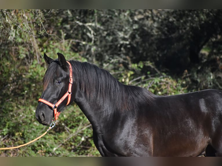 PRE Stallion 3 years 16.1 hh Black in El Real De La Jara