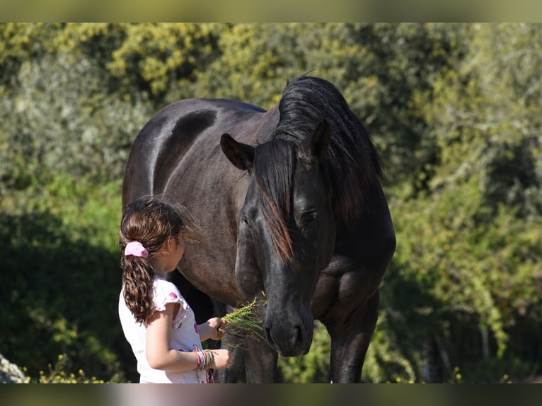 PRE Stallion 3 years 16.1 hh Black in El Real De La Jara