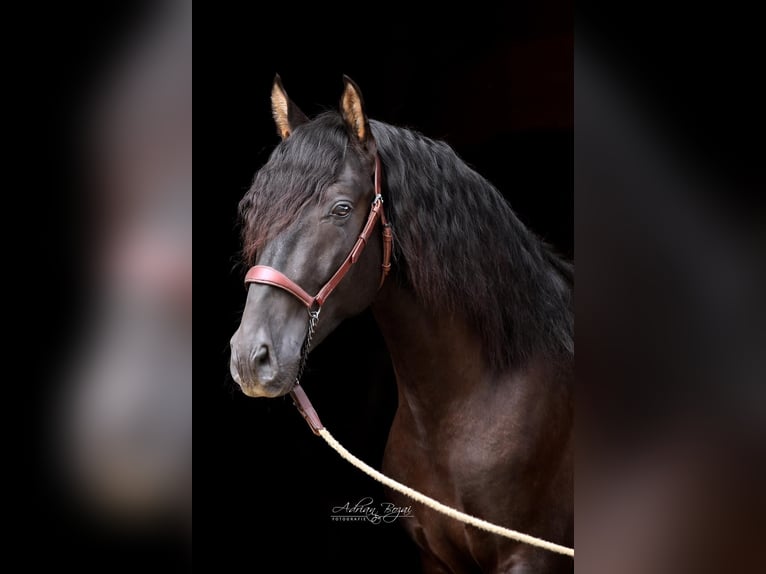 PRE Stallion 3 years 16,1 hh Black in Sigmarszell