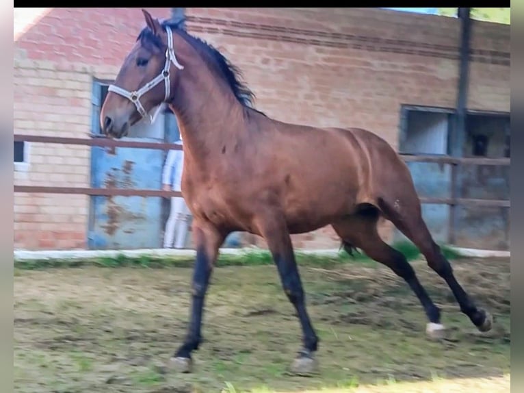 PRE Mix Stallion 3 years 16,1 hh Brown in Huelva