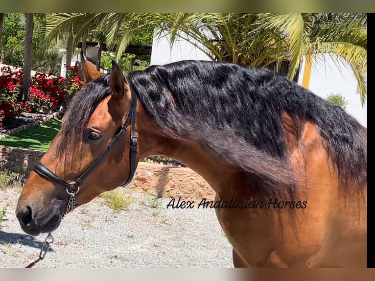 PRE Mix Stallion 3 years 16,1 hh Brown in Sevilla