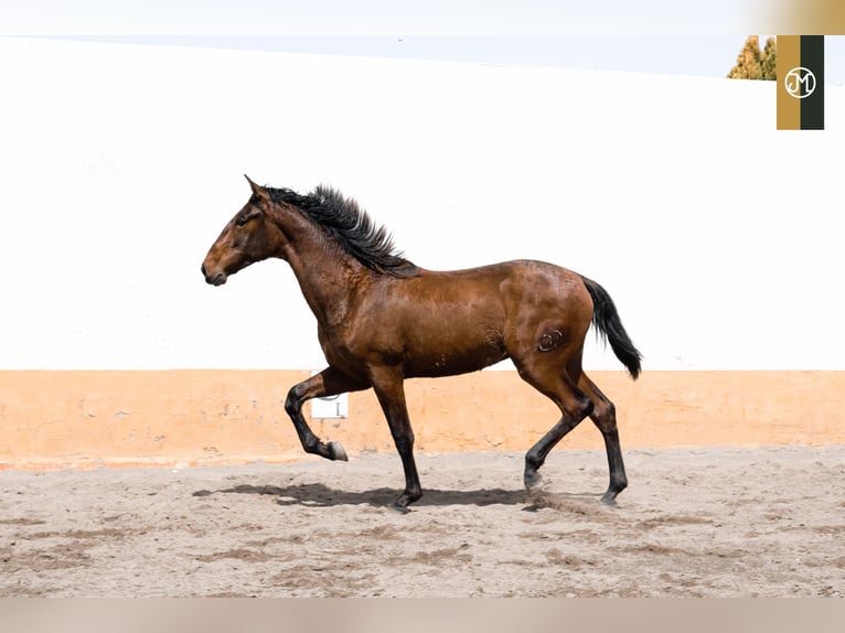 PRE Stallion 3 years 16,1 hh Brown in Albacete, Spain