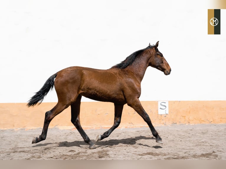 PRE Stallion 3 years 16,1 hh Brown in Albacete, Spain