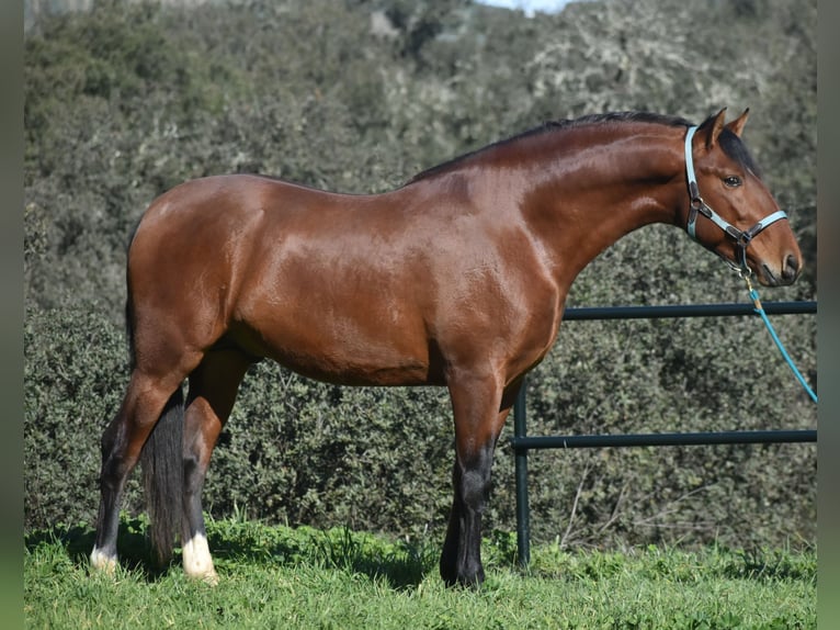 PRE Stallion 3 years 16,1 hh Brown in El Real De La Jara, Sevilla