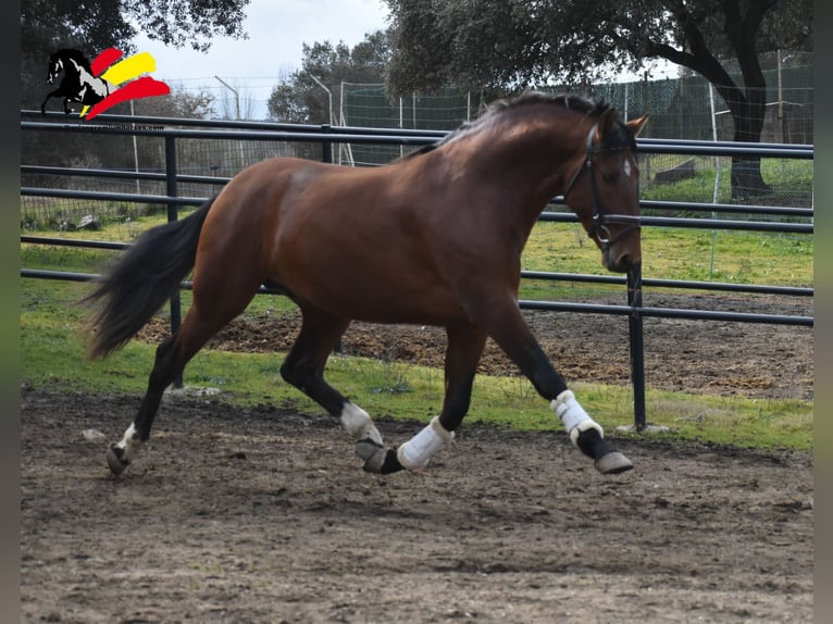 PRE Stallion 3 years 16,1 hh Brown in El Real De La Jara, Sevilla