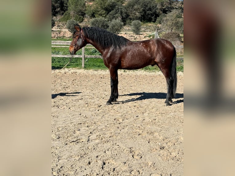 PRE Mix Stallion 3 years 16,1 hh Brown in Madrid