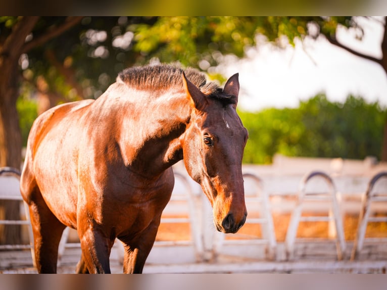 PRE Mix Stallion 3 years 16,1 hh Brown in Valencia