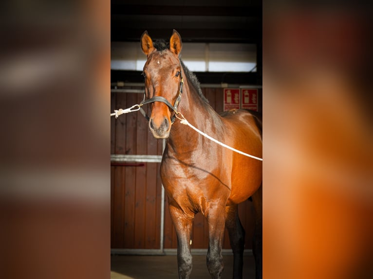 PRE Mix Stallion 3 years 16,1 hh Brown in Valencia