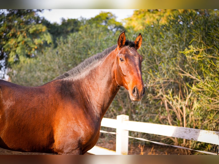 PRE Mix Stallion 3 years 16,1 hh Brown in Valencia