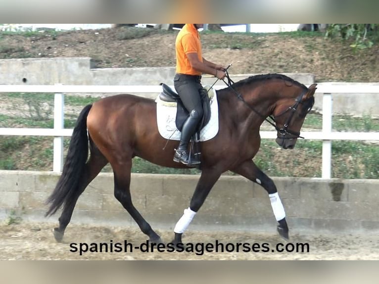 PRE Mix Stallion 3 years 16,1 hh Brown in Barcelona