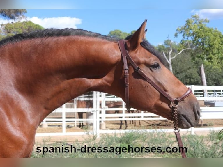 PRE Mix Stallion 3 years 16,1 hh Brown in Barcelona