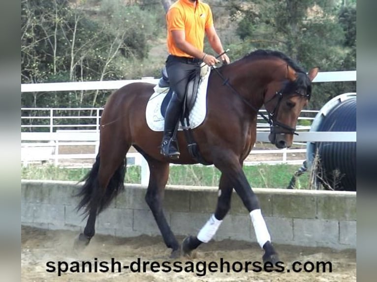 PRE Mix Stallion 3 years 16,1 hh Brown in Barcelona