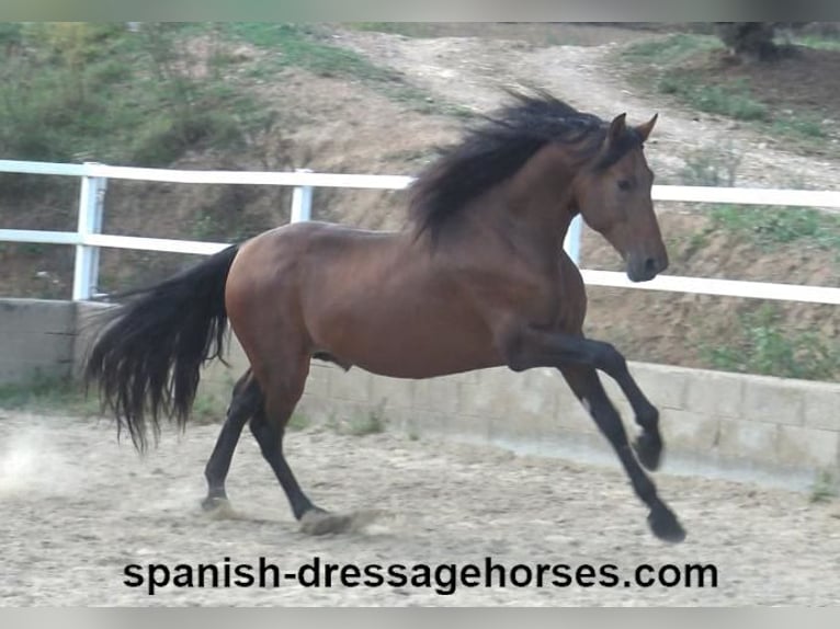 PRE Mix Stallion 3 years 16,1 hh Brown in Barcelona