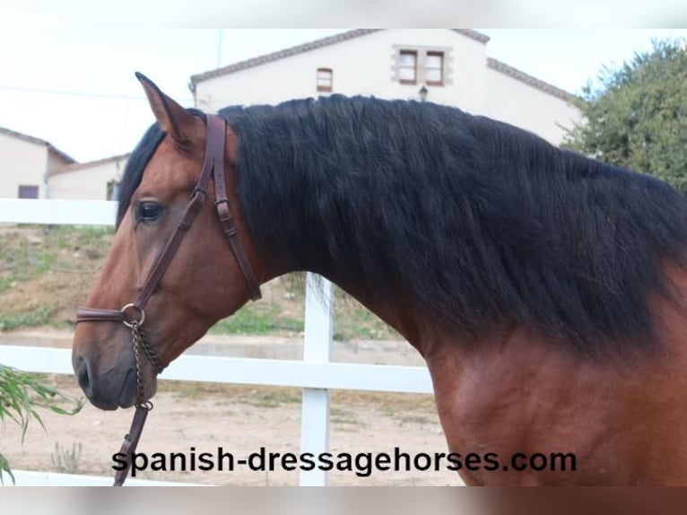 PRE Mix Stallion 3 years 16,1 hh Brown in Barcelona