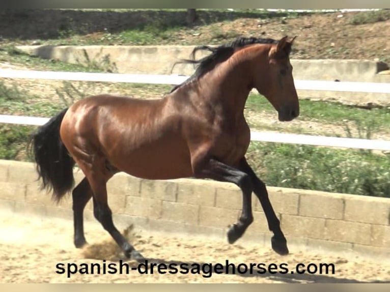 PRE Mix Stallion 3 years 16,1 hh Brown in Barcelona