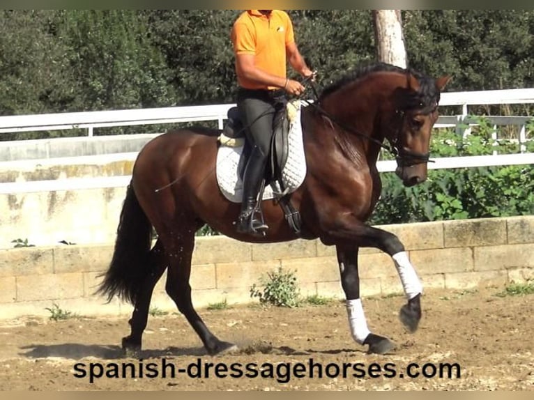 PRE Mix Stallion 3 years 16,1 hh Brown in Barcelona