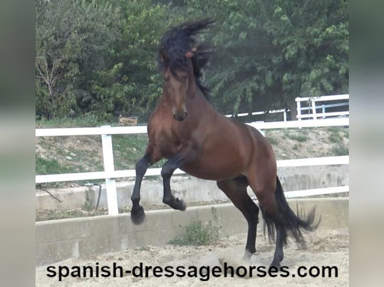 PRE Mix Stallion 3 years 16,1 hh Brown in Barcelona