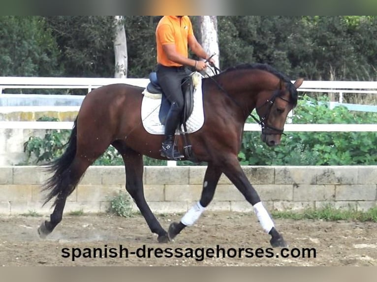 PRE Mix Stallion 3 years 16,1 hh Brown in Barcelona