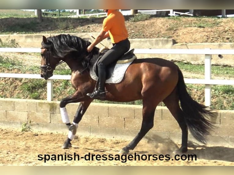 PRE Mix Stallion 3 years 16,1 hh Brown in Barcelona