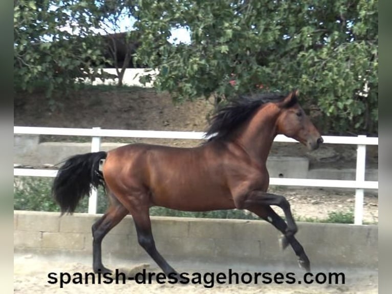 PRE Mix Stallion 3 years 16,1 hh Brown in Barcelona