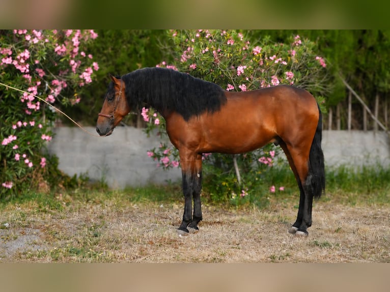 PRE Mix Stallion 3 years 16.1 hh Brown in Valencia