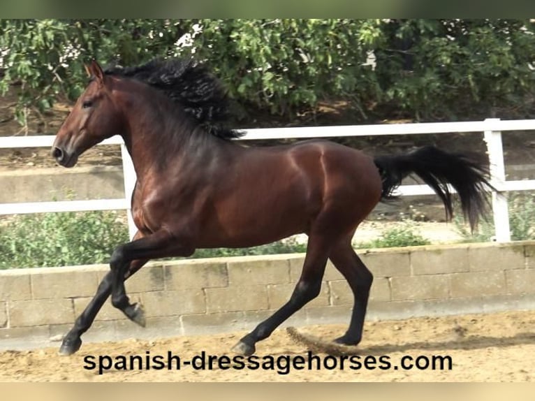 PRE Mix Stallion 3 years 16,1 hh Brown in Barcelona