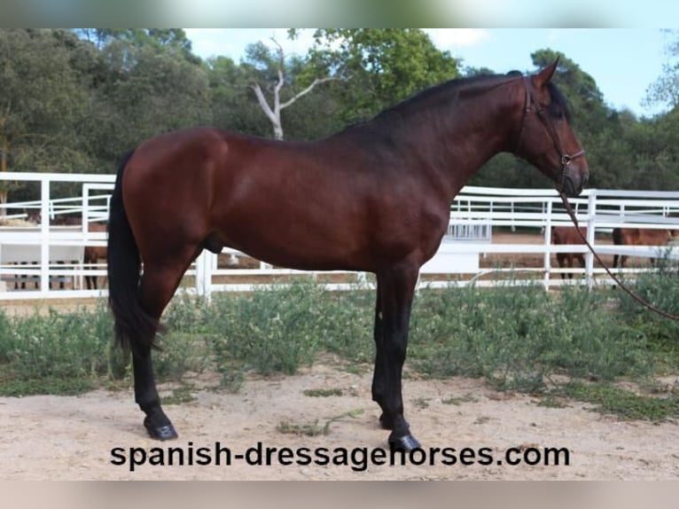 PRE Mix Stallion 3 years 16,1 hh Brown in Barcelona